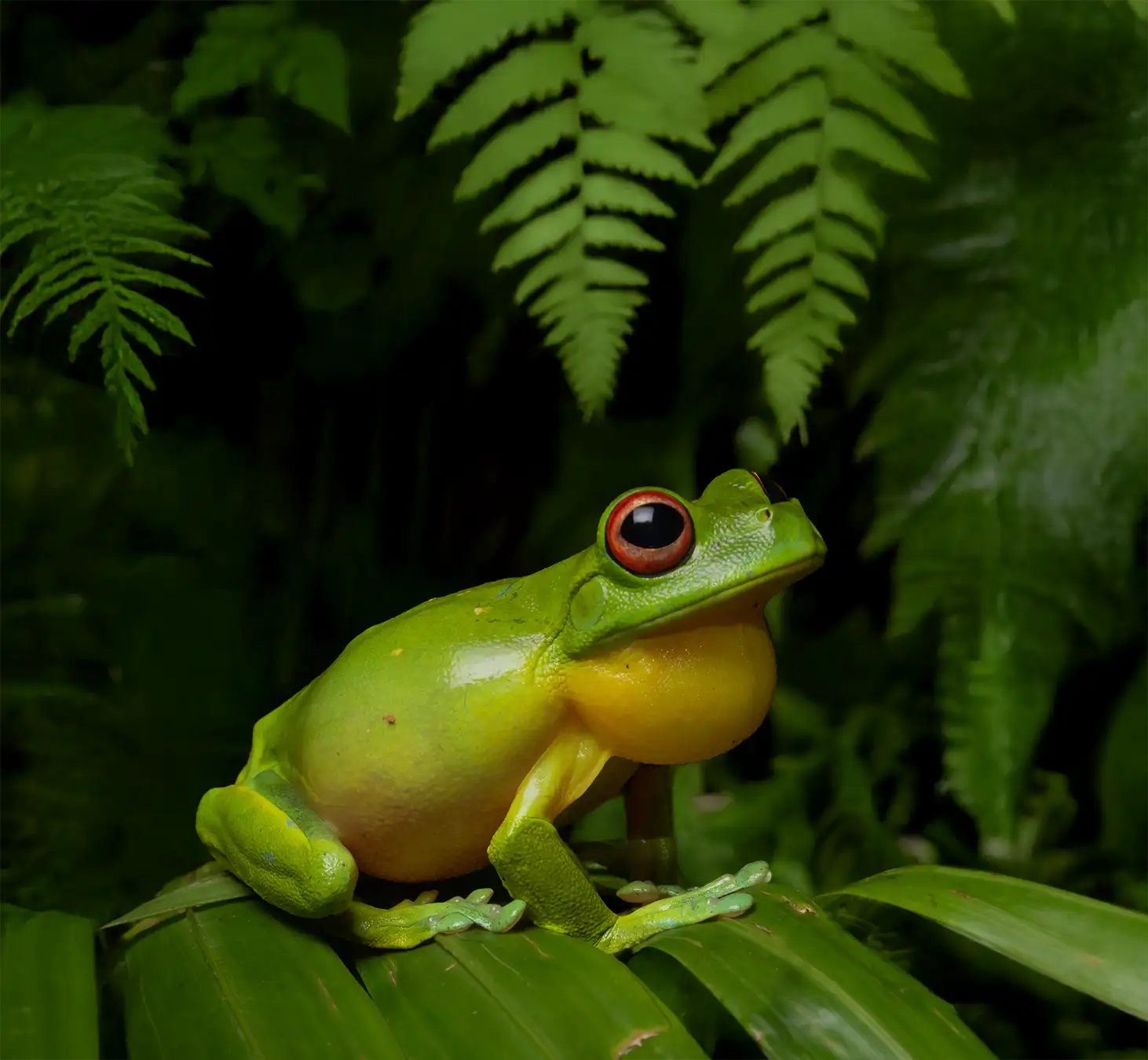 frog sat on leaf